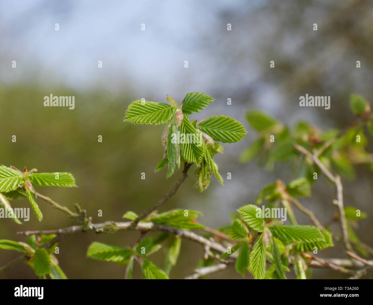 Carpinus betulus Hainbuche [europäischen] im Frühling Stockfoto