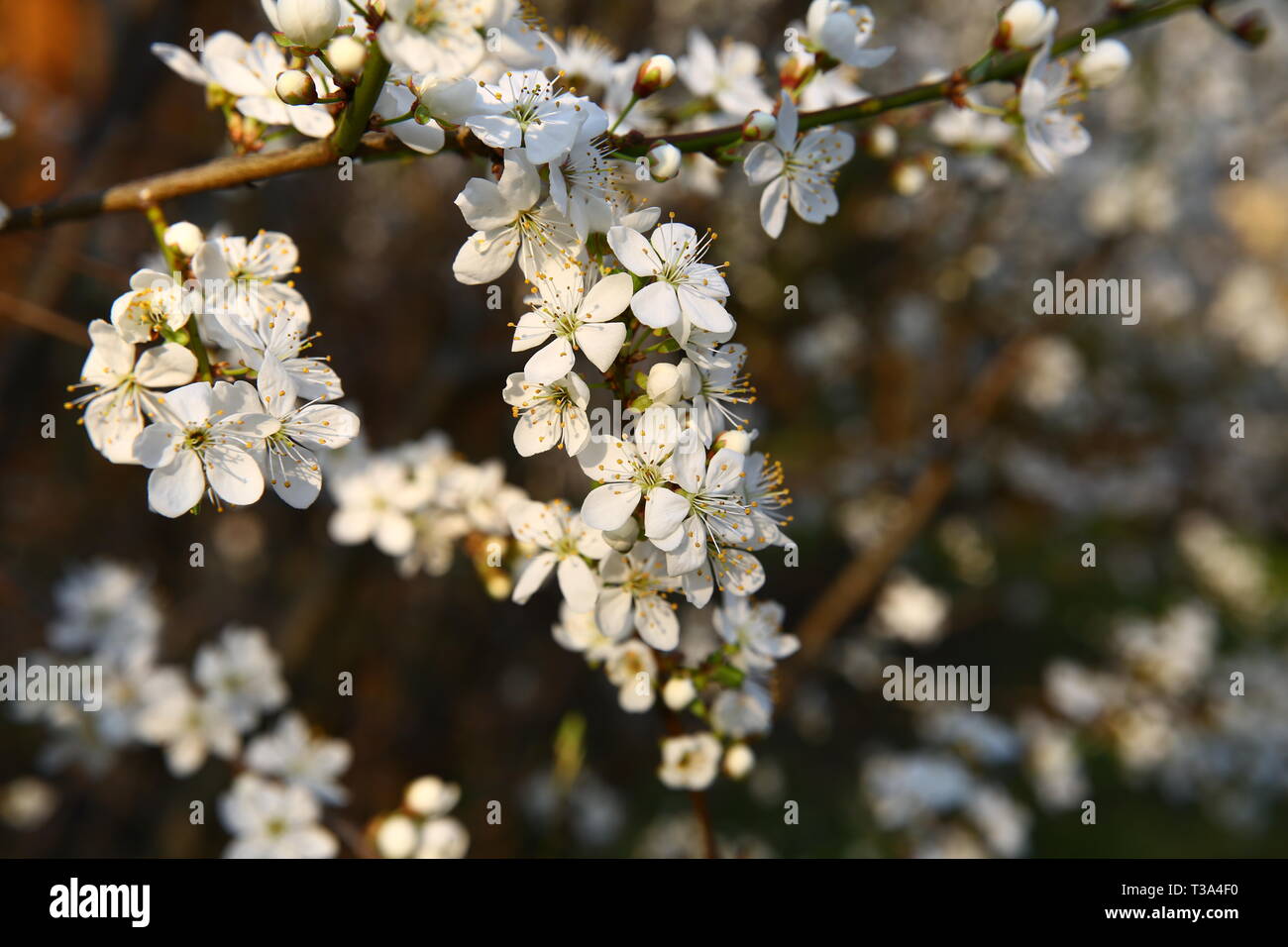 Frühling: Pflaume Blüten Stockfoto
