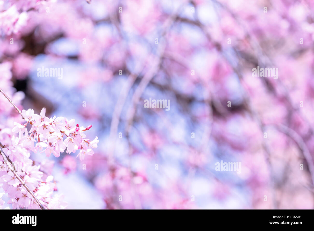 Schöne Kirschblüten Kirschbaum Blüte im Frühjahr in den Schlosspark, Kopieren, Nahaufnahme, Makro. Stockfoto