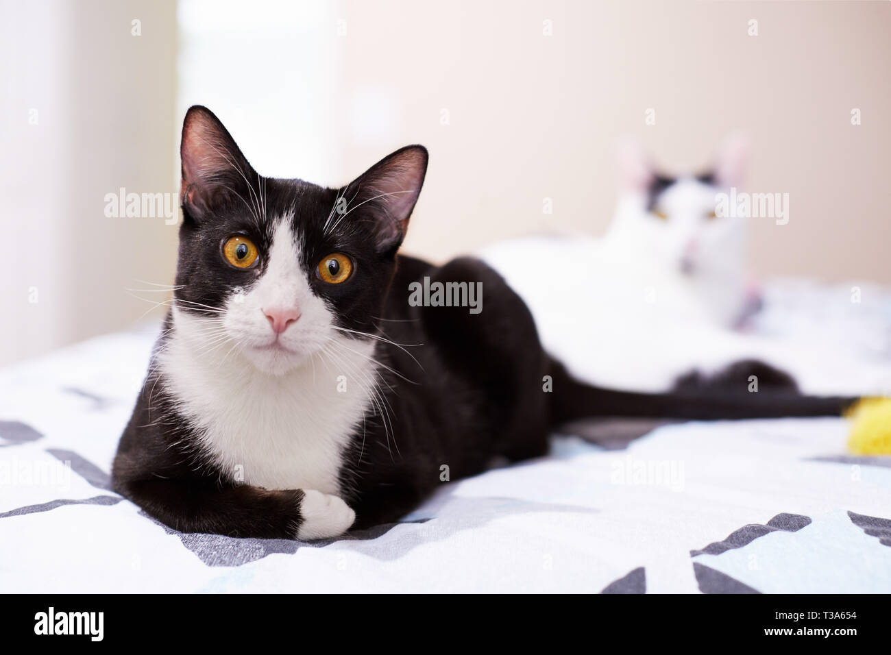 Eine entspannte schwarzen und weißen Smoking Katze fühlt sich komfortabel sitzen auf einem Bett zu Hause Stockfoto