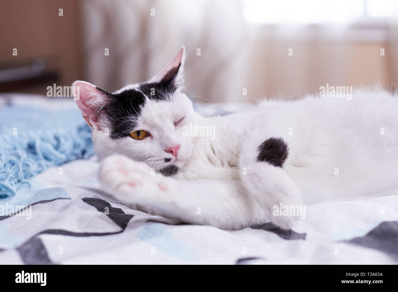 Katzenfamilie Stockfotos und bilder Kaufen Alamy
