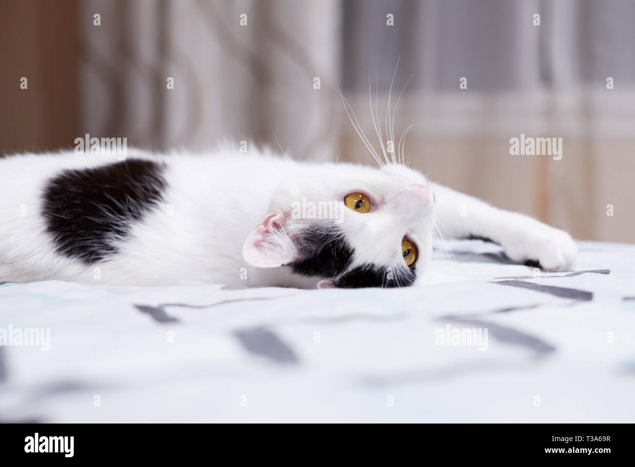 Katzenfamilie Stockfotos und bilder Kaufen Alamy