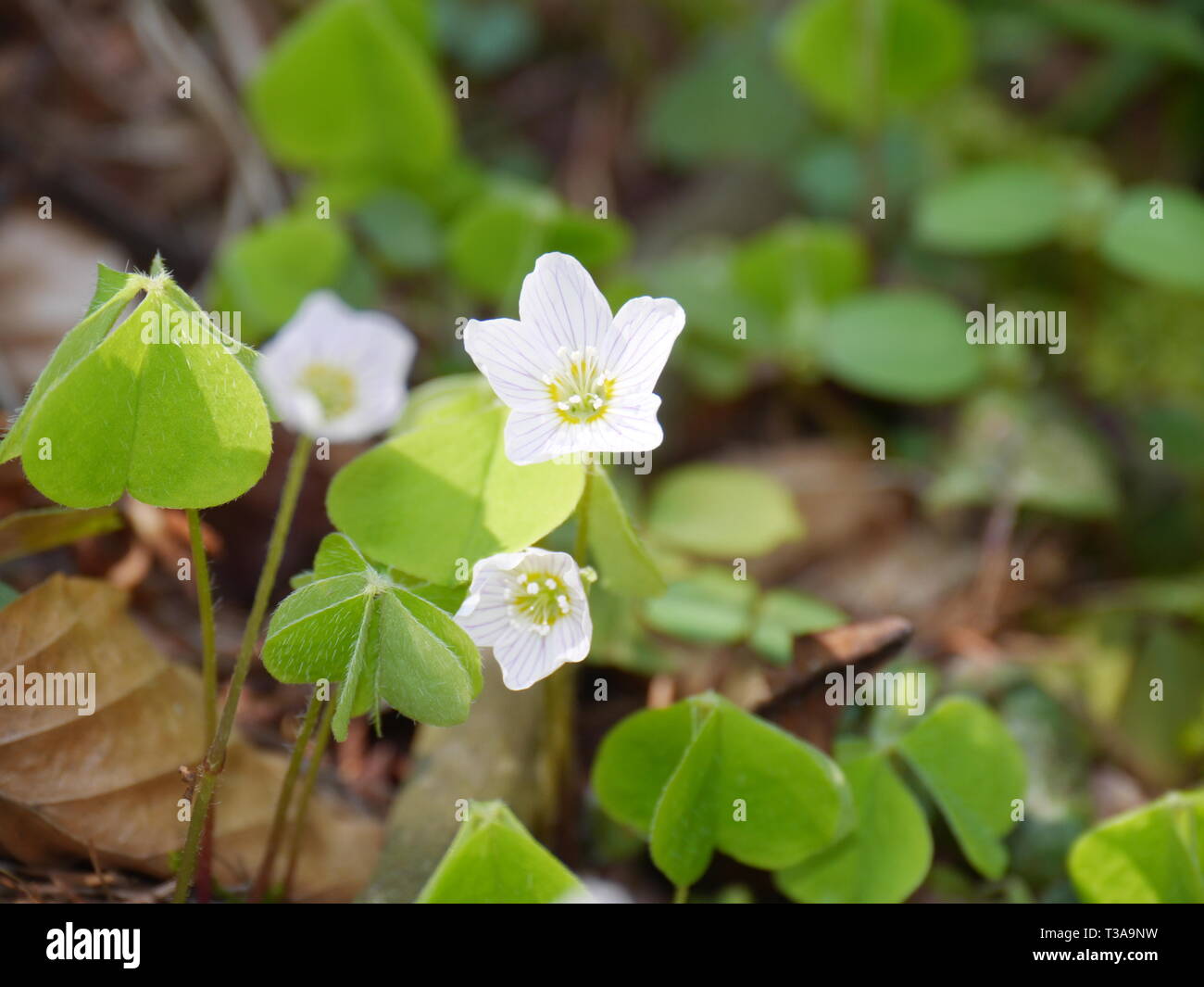 Frühling Blumen (gemeinsame, Sauerklee Oxalis Naiandinus) Stockfoto