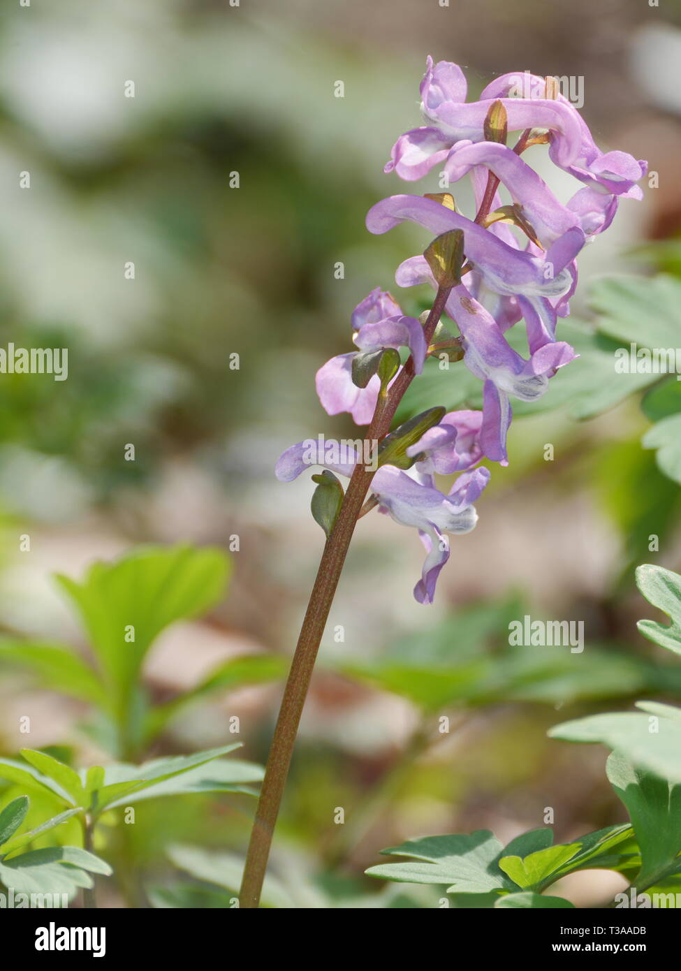 Frühling Blumen (Corydalis) Stockfoto