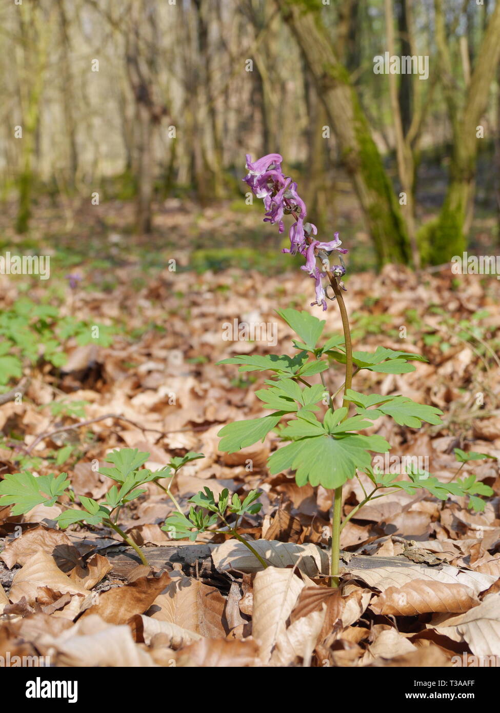 Frühling Blumen (Corydalis) Stockfoto