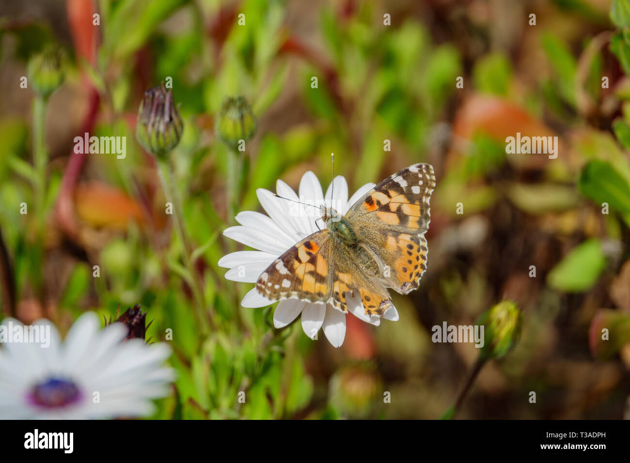 Painted Lady Essen in den weißen Osteospermum Blume in Los Angeles, Kalifornien Stockfoto