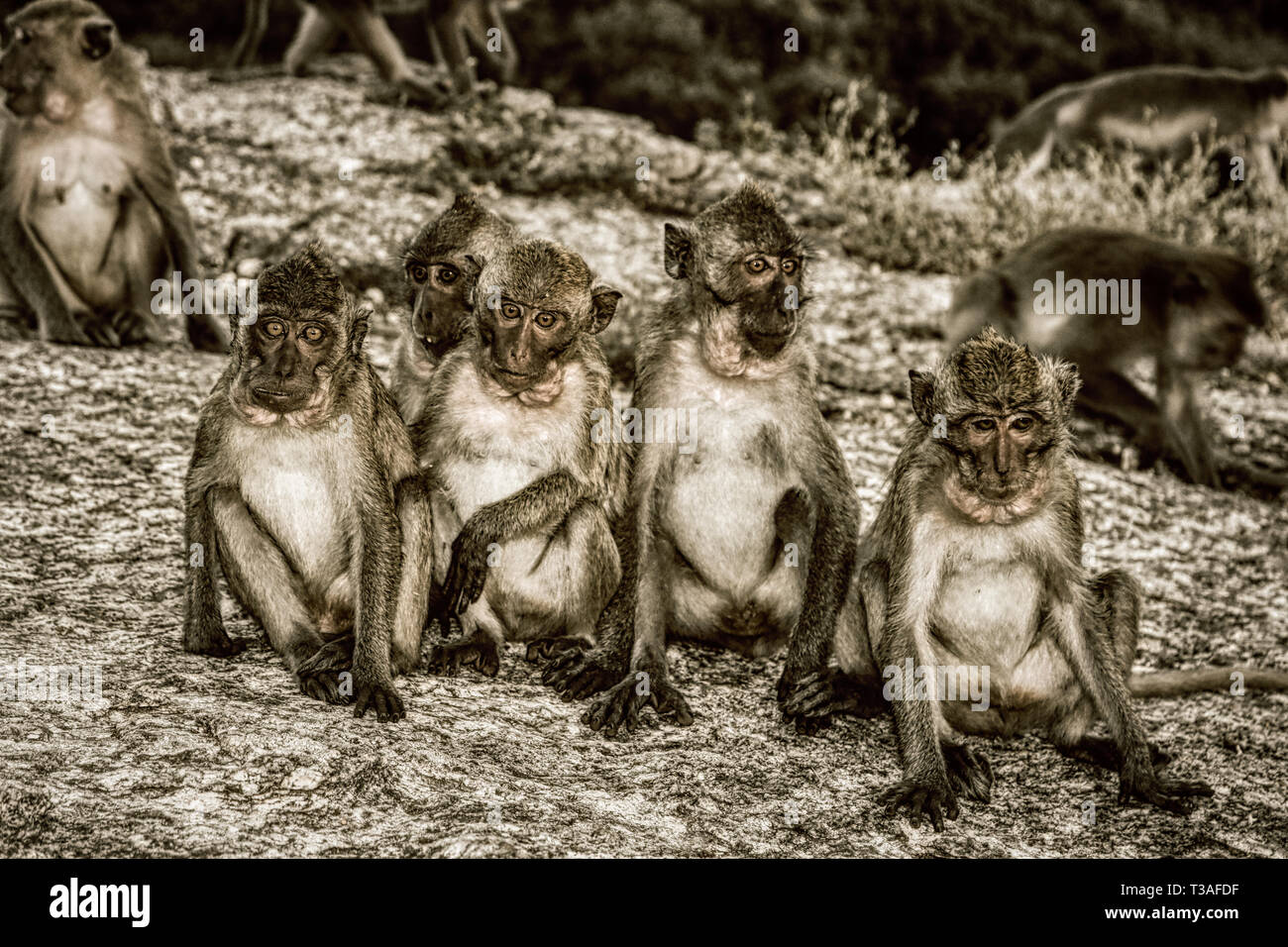 Dieses einzigartige Bild zeigt die wilden Affen in der Dämmerung auf dem Affenfelsen in Hua Hin in Thailand Stockfoto