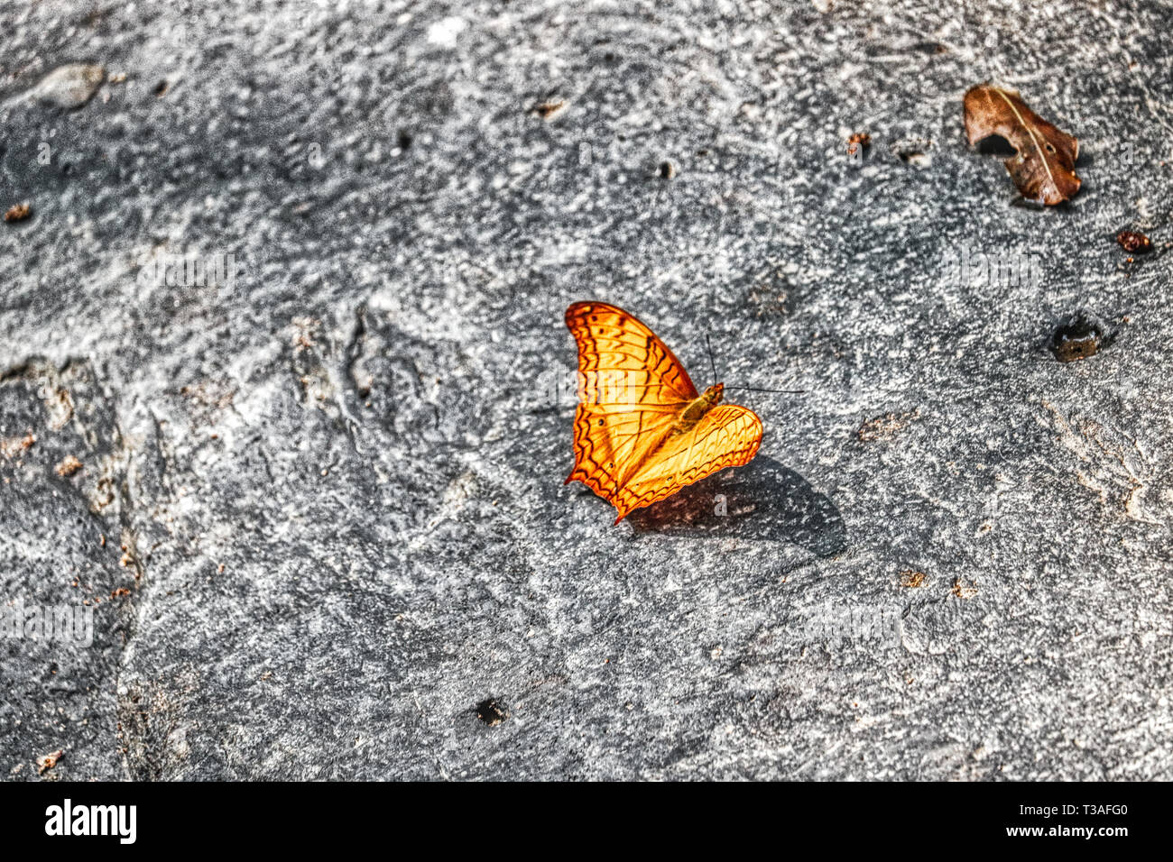 Dieses einzigartige Foto zeigt einen schönen gelben Schmetterling. Das Foto wurde in der thailändischen Regenwald genommen Stockfoto