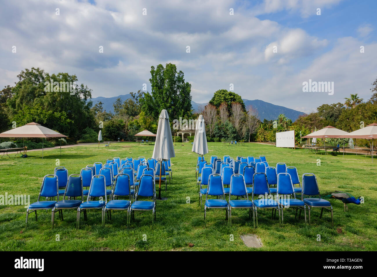 Blaue Stuhl auf dem Boden mit Pfau in der Nähe von Los Angeles, Kalifornien Stockfoto