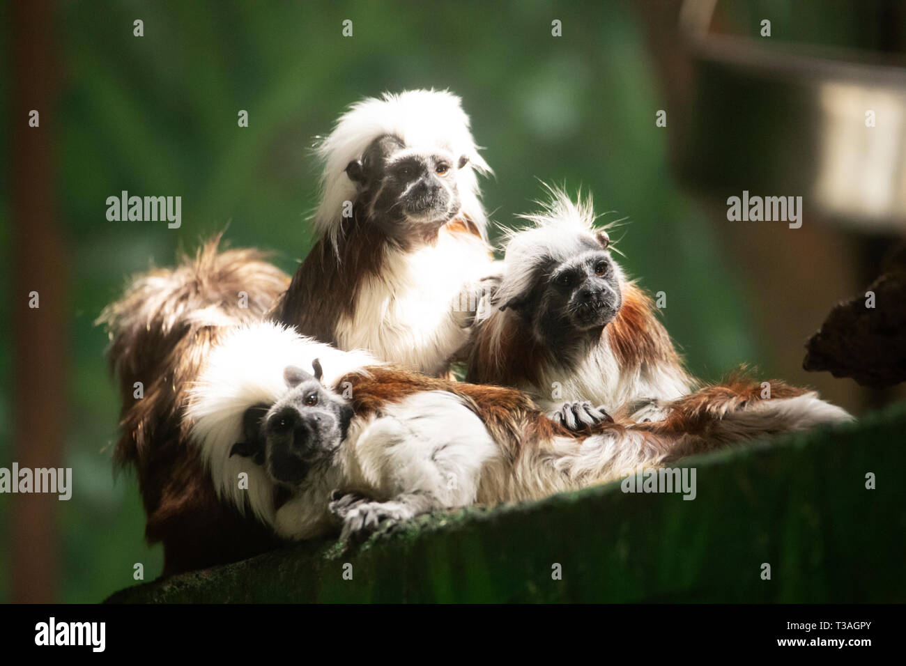 Eine Gruppe von lisztäffchen Affen (Saguinus oedipus) Native in Kolumbien. Stockfoto