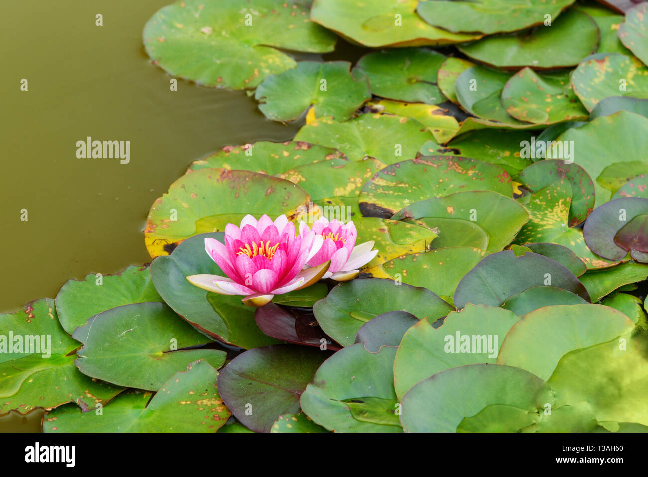 Rosa Seerose Nymphaea in Rosengarten in Monza. Italien Stockfoto