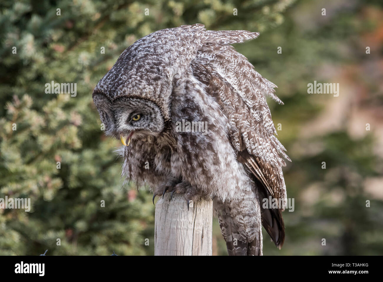 Der Bartkauz ist die größte Eule in Nordamerika, obwohl es nicht die schwerste ist, der Titel geht auf den Snowy Owl. Die grossen Grauen ist oft t Stockfoto