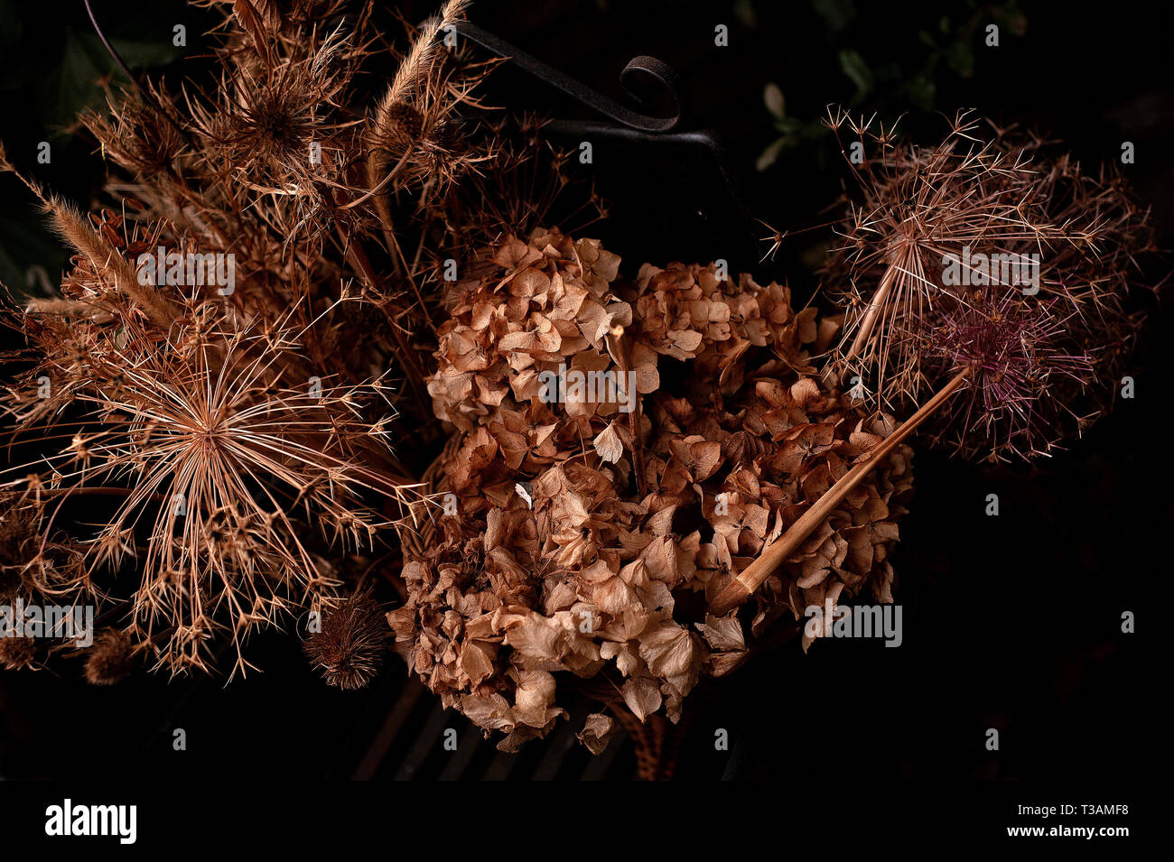 Getrocknete Hortensien und Allium Köpfe Stockfoto