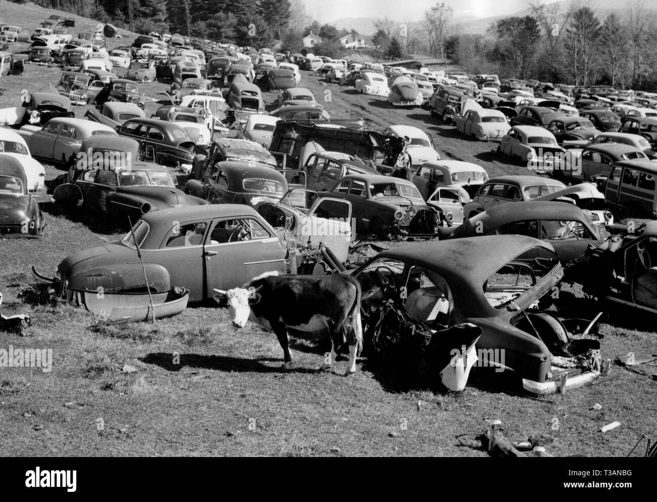 Grasende Kuh im Auto Friedhof in Vermont, 1964 Stockfoto