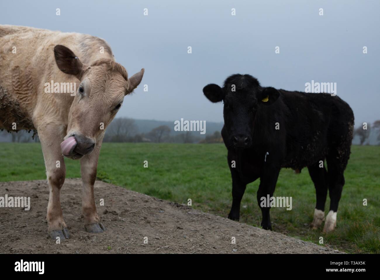 Llangwyryfon, Ceredigion, Wales, Großbritannien, 08. April 2019 UK Wetter: neugierige Kühe schauen in die Kamera als den Tag mit einem bewölkten Himmel in Llangwyryfon Ceredigion Wales heute morgen beginnt. Wie die Prognose zeigt mögliche Schauer und Gewitter für diesen Bereich. Credit: Ian Jones/Alamy leben Nachrichten Stockfoto