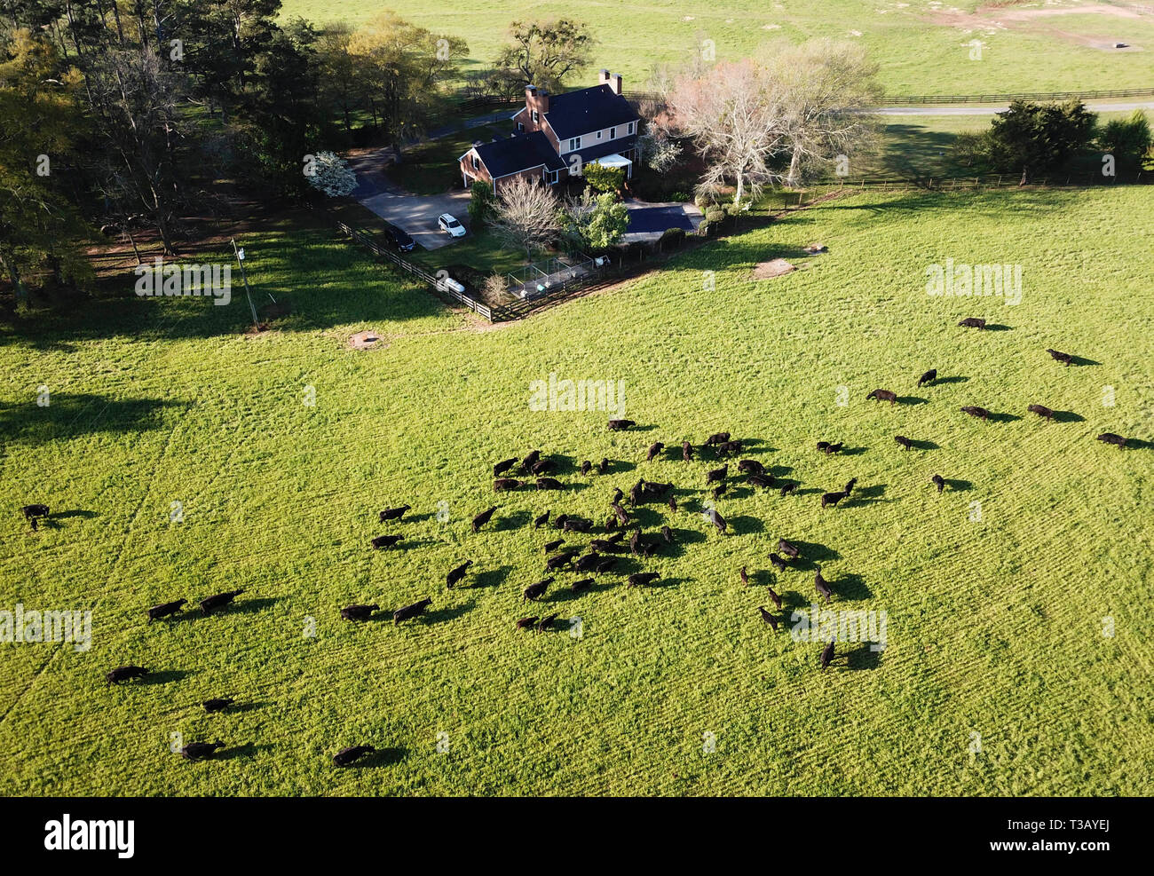 Forsyth. 8 Apr, 2019. Rinder sind an der Vaughn Farmen in Forsyth, dem US-Bundesstaat Georgia in den Vereinigten Staaten, März 27, 2019 gesehen. Quelle: Xinhua/Alamy leben Nachrichten Stockfoto