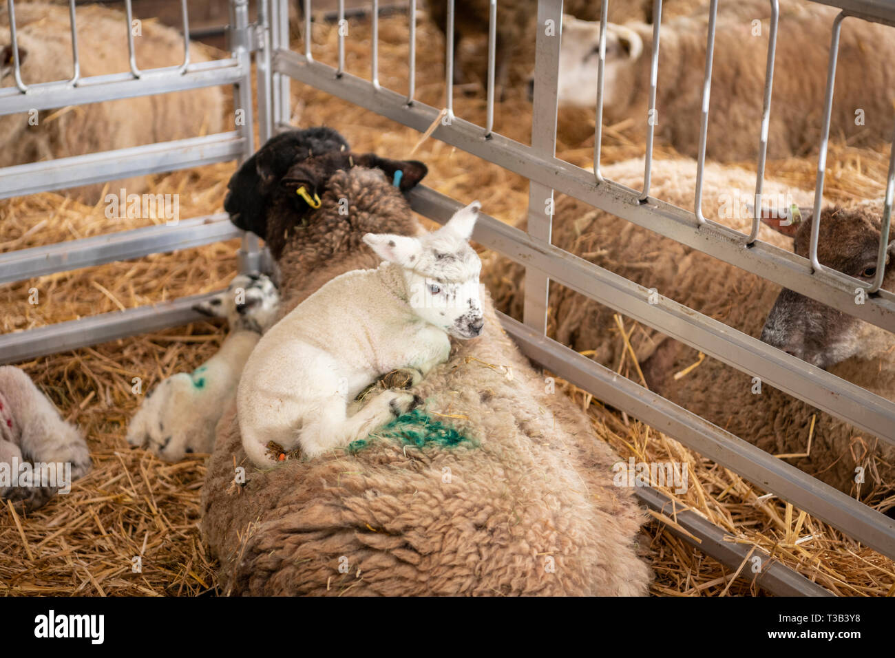 Hofbauernhof Stockfotos und bilder Kaufen Alamy