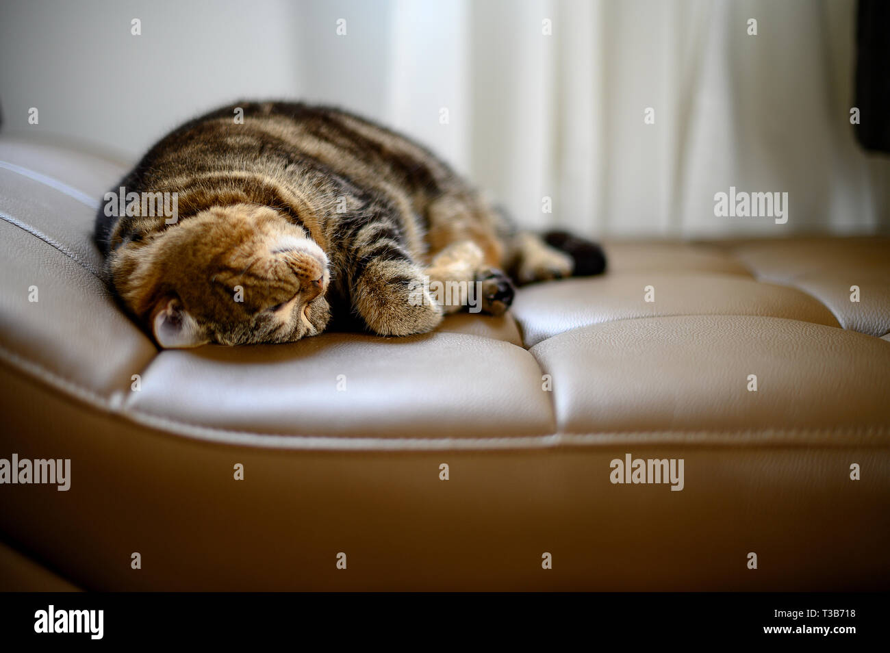 Baby Und Katze Die Auf Bett Schlafen Stockfotos Baby Und
