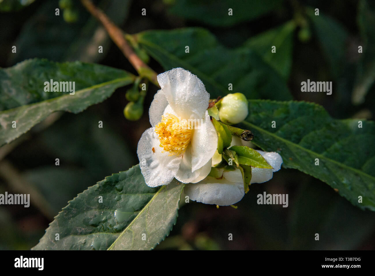 Kaffee Blume, Srimangal, Sylhet Division, Bangladesch Stockfoto