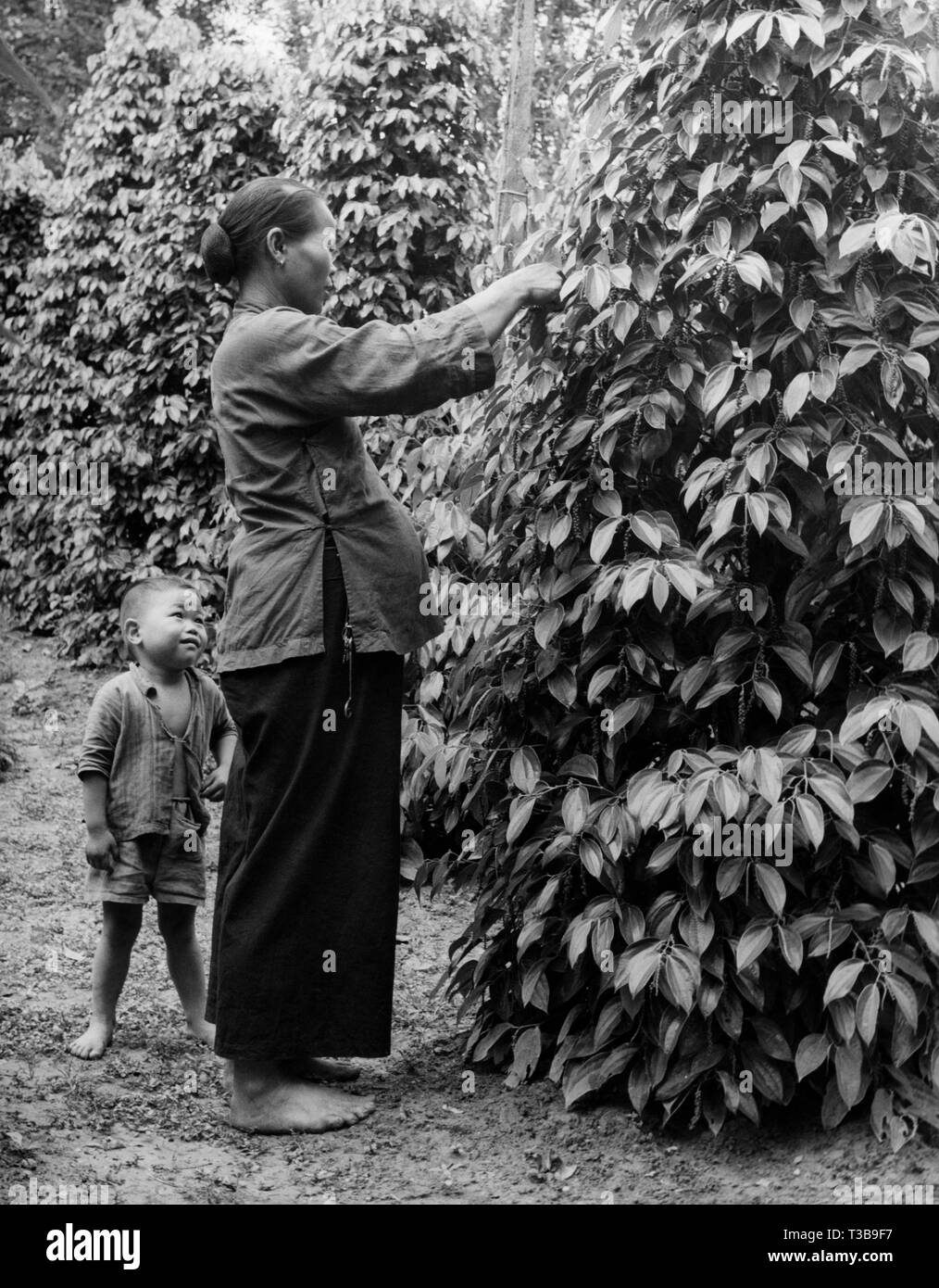 Asien, Borneo, Pfeffer Anbau, 1953 Stockfoto