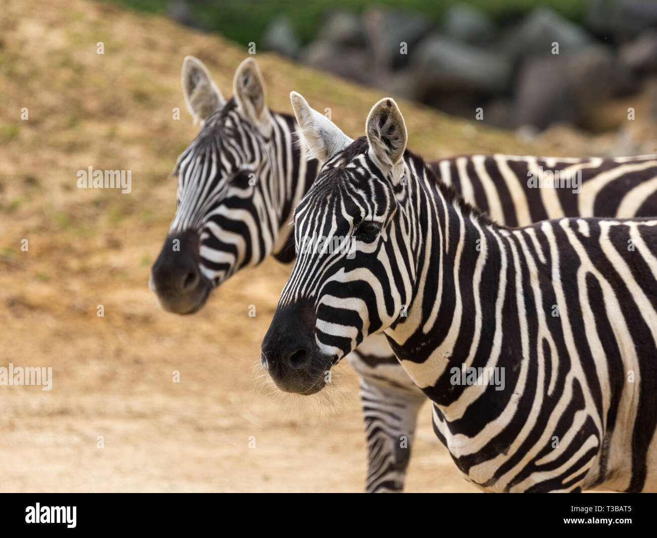 Ein paar Zebras wandern Stockfoto
