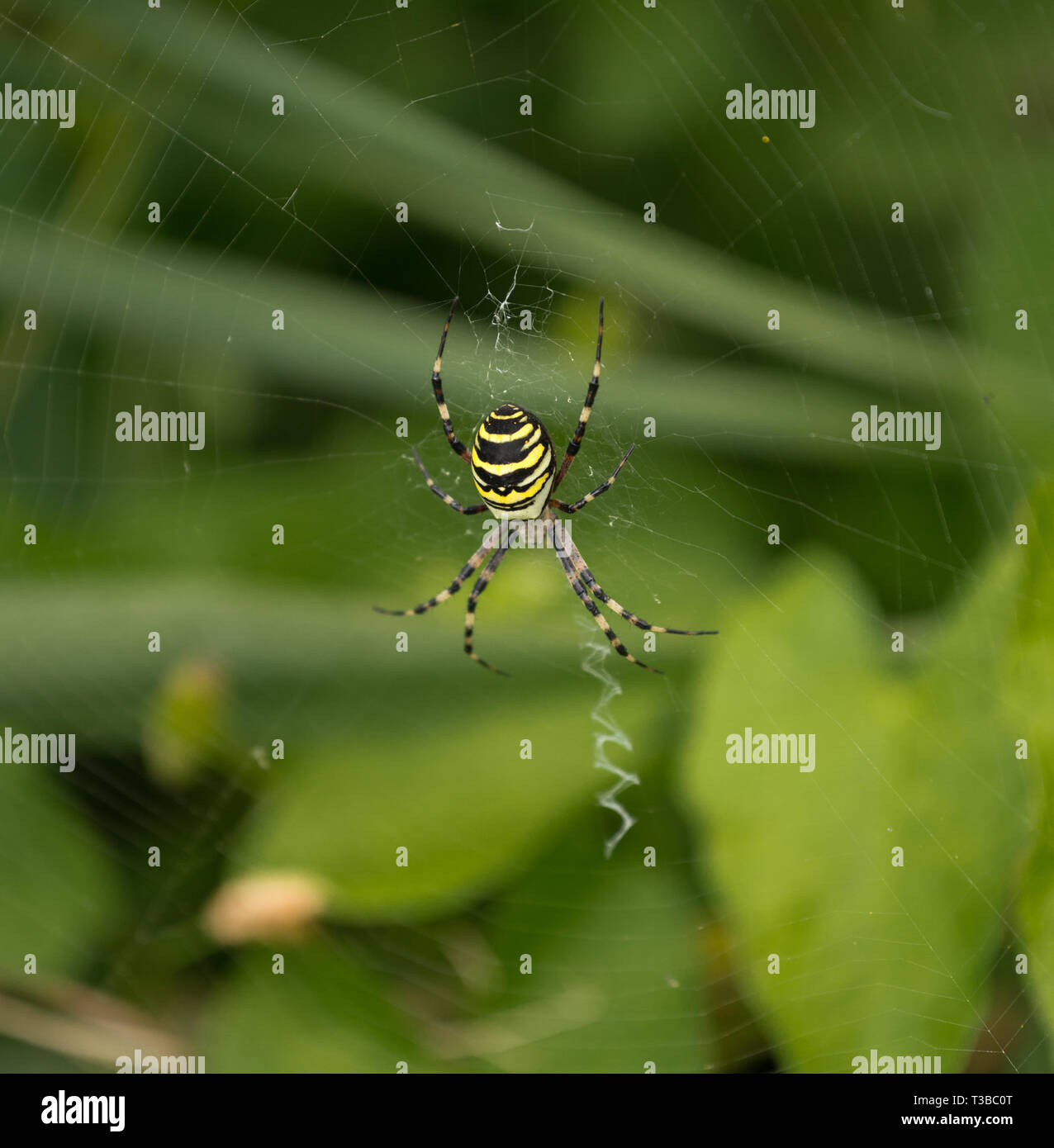 Wasp Spider im Web Stockfoto