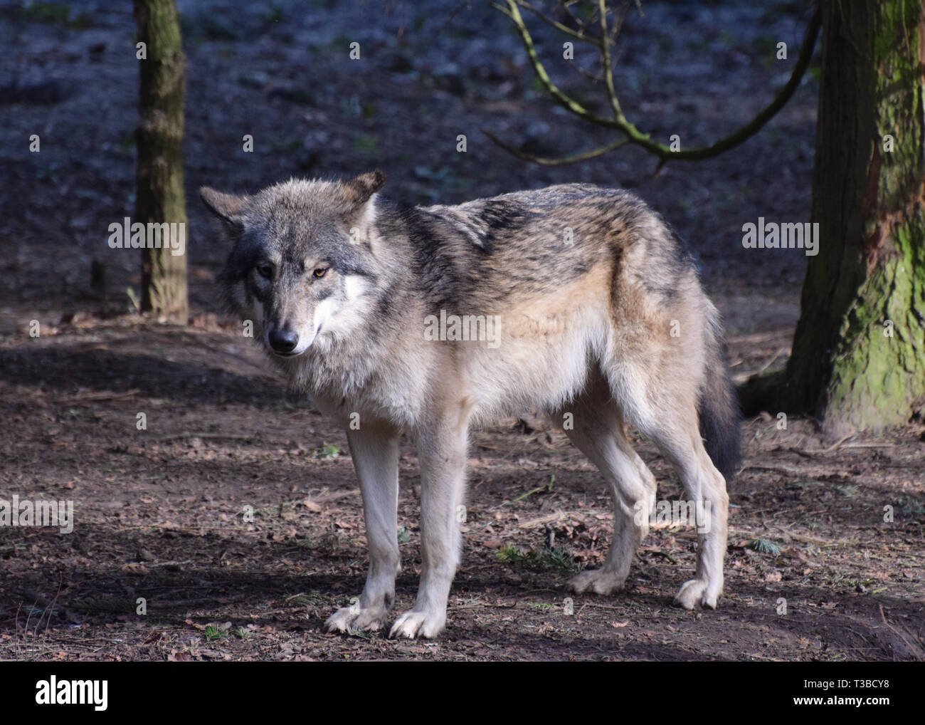 Wolf in einem Wald Stockfoto