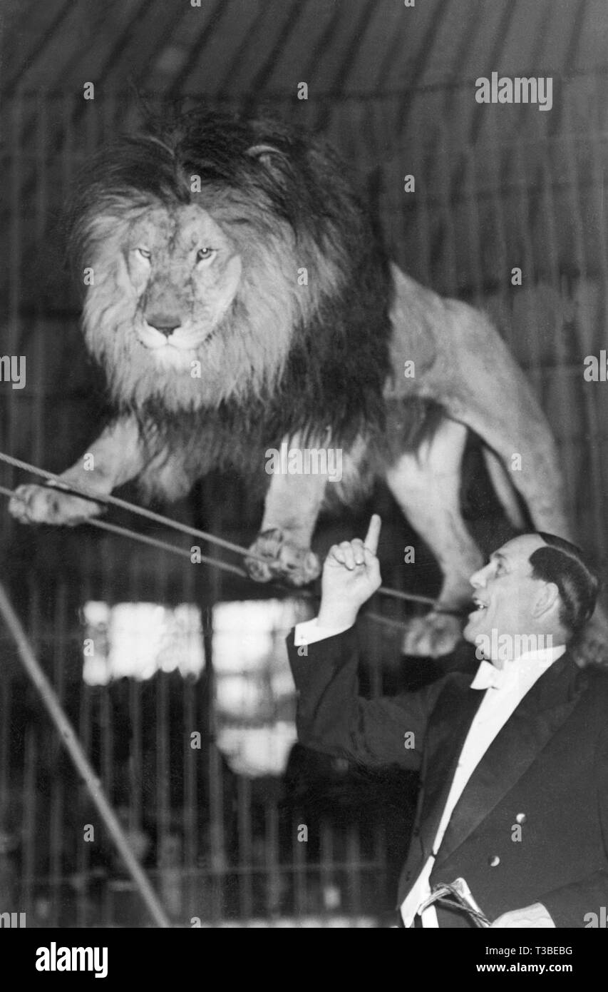 Zirkus, Lion auf Gewinde Stockfoto