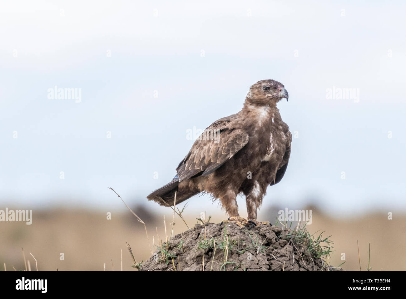 Adler auf der Suche nach Beute in Masai Mara Stockfoto