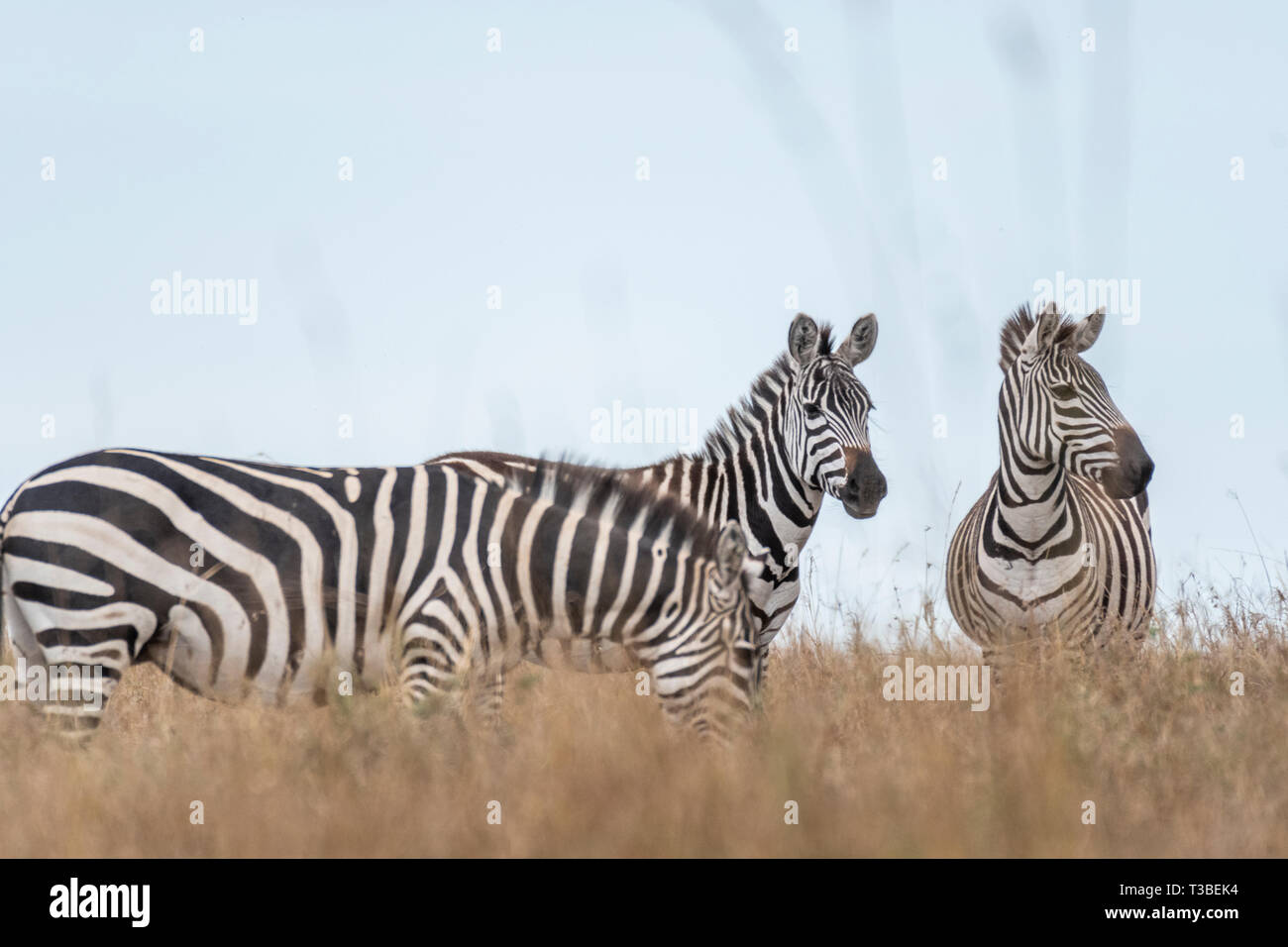 Lonely Zebra Streifen unter Gewitterwolken, Maasai Mara Stockfoto