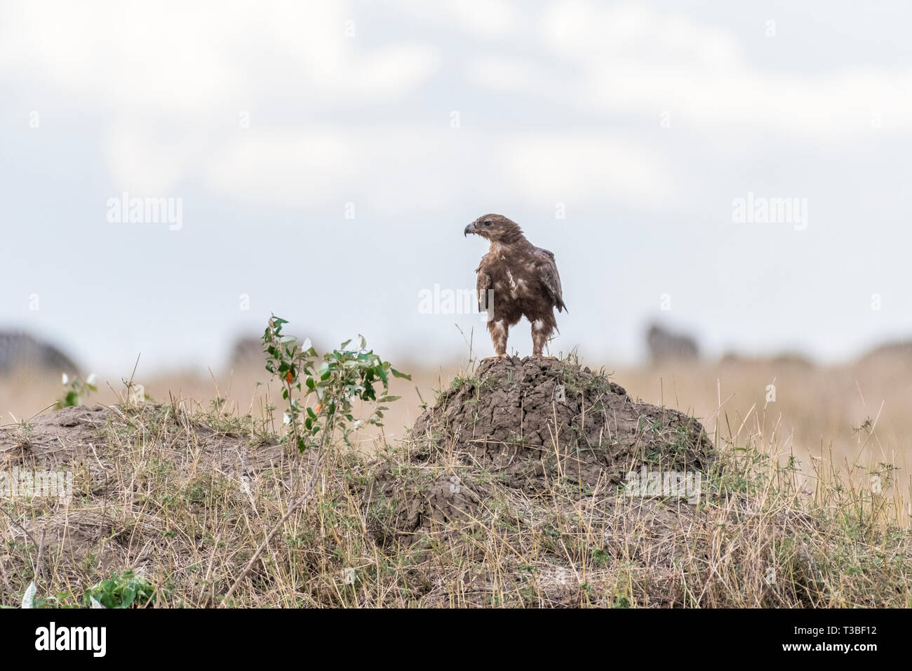 Adler auf der Suche nach Beute in Masai Mara Stockfoto