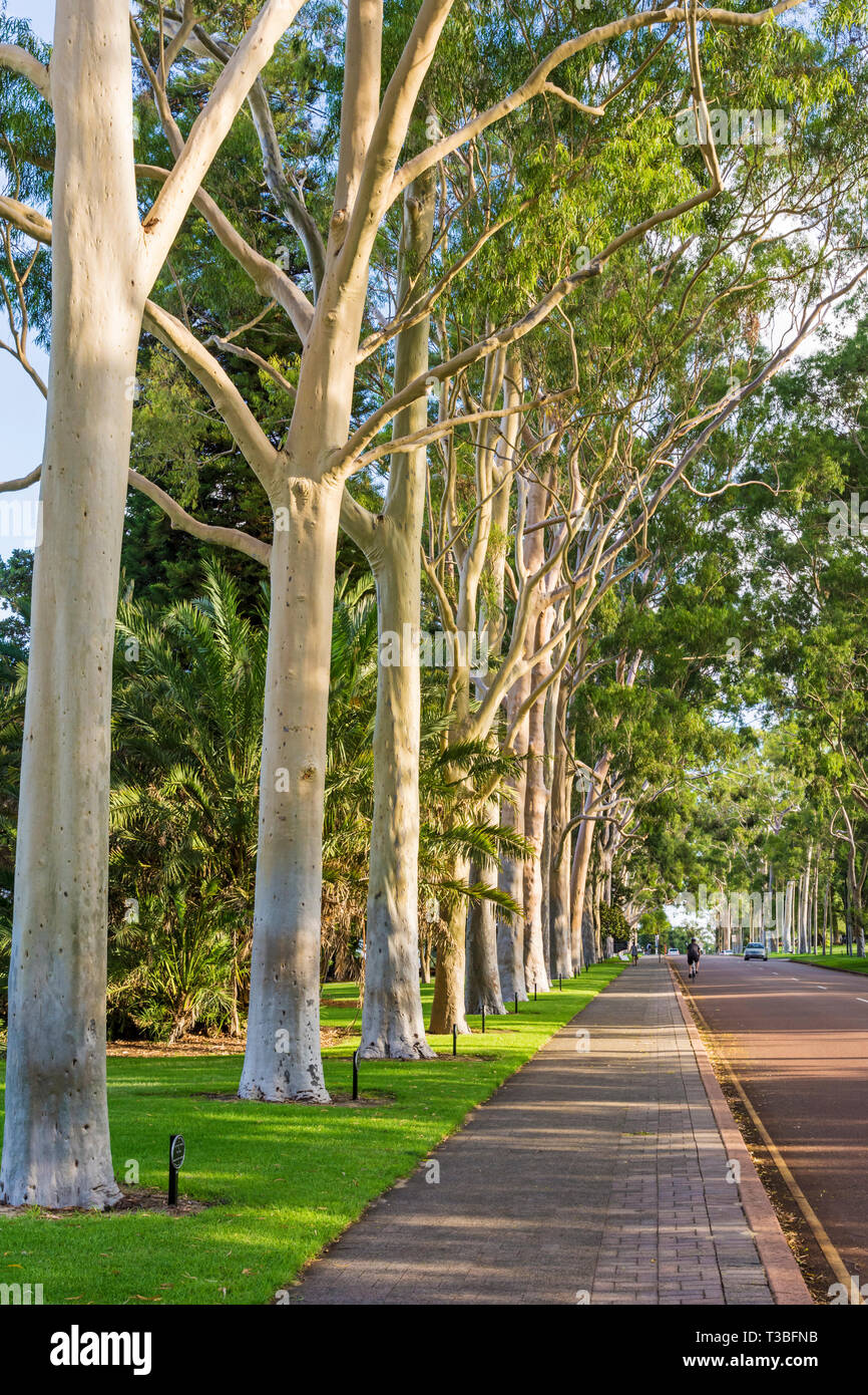 Lemon-scented gum Bäume am Haupteingang des Kings Park, Fraser Avenue, Perth, Western Australia Stockfoto