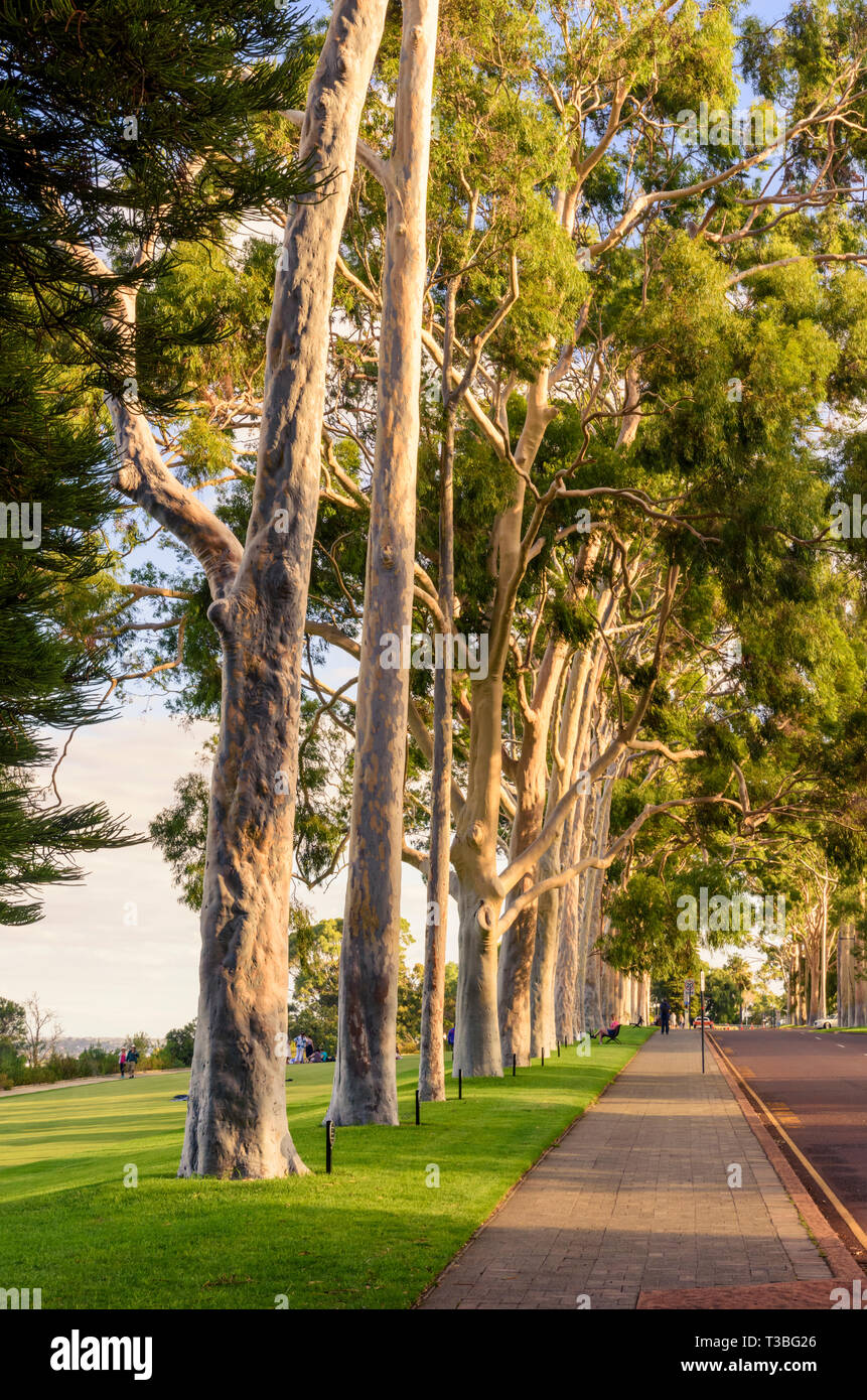 Am späten Nachmittag Licht auf die Lemon-scented gum Bäume am Haupteingang des Kings Park, Fraser Avenue, Perth, Western Australia Stockfoto