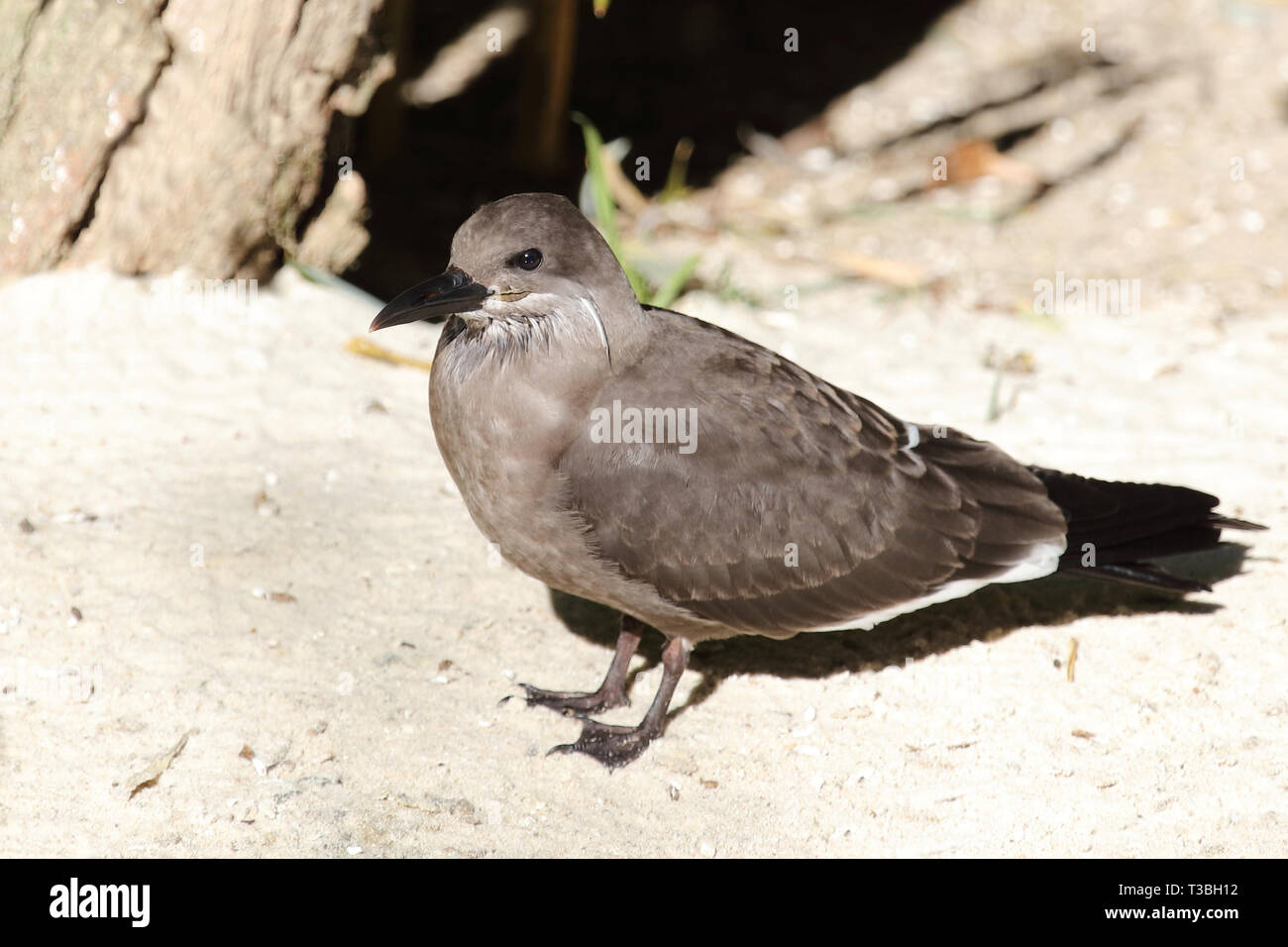 Inkaseeschwalbe/Inca tern/Larosterna inca Stockfoto