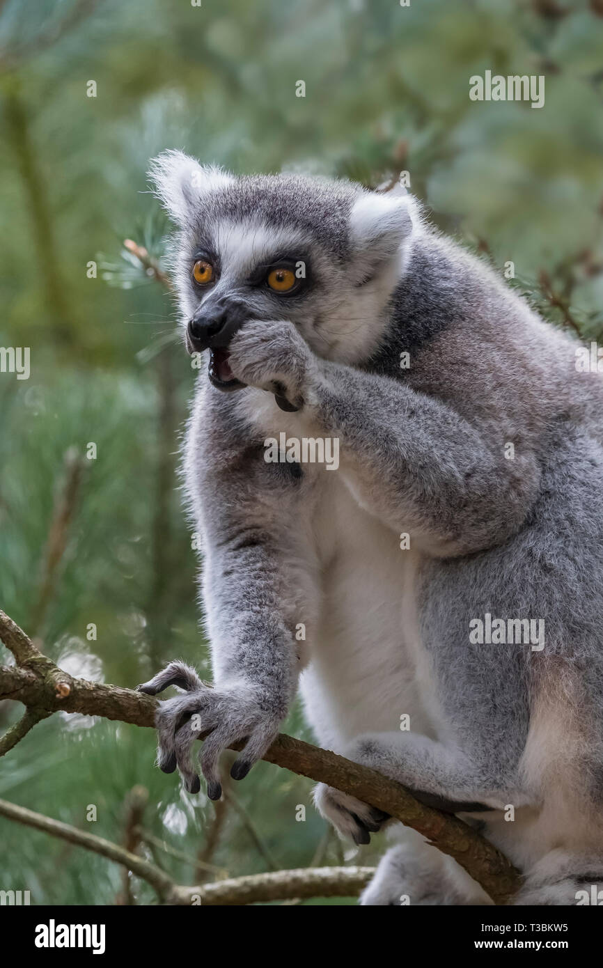 Ring-tailed Lemur oder Lemur catta Essen während in einen Baum. Stockfoto