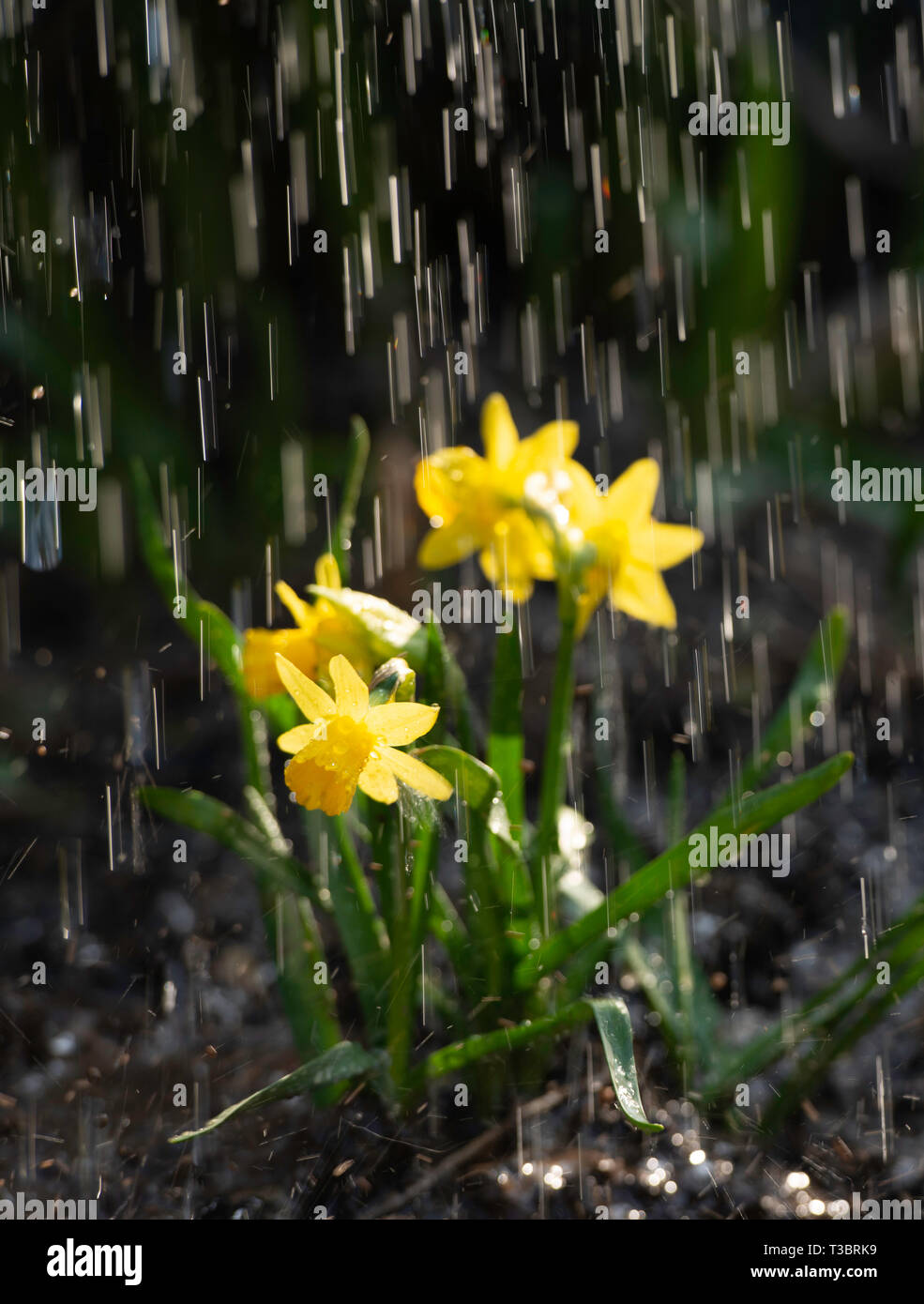 Die Bewässerung eine gelbe Narzissen im Garten im Frühling Stockfoto