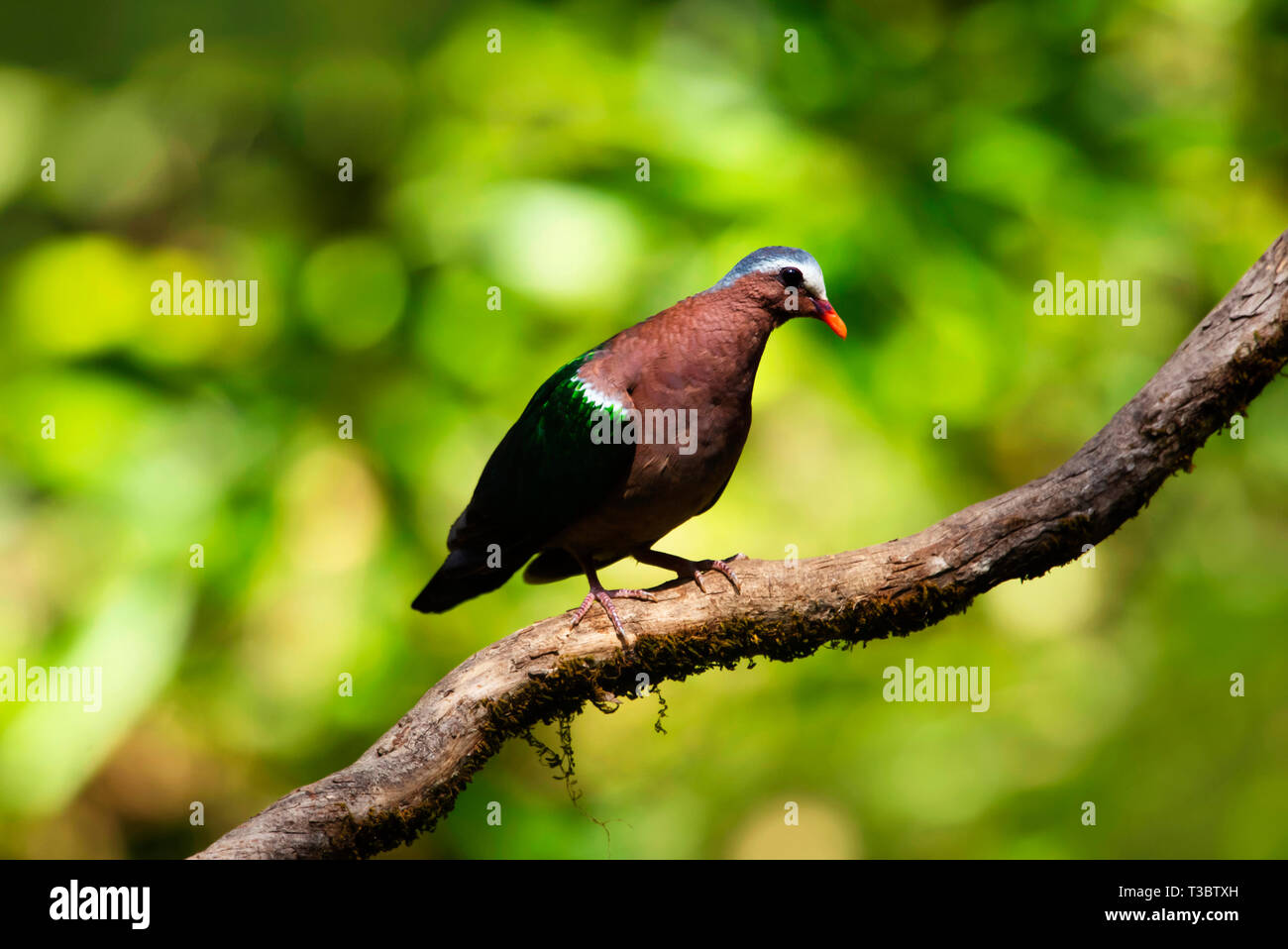 Gemeinsame emerald Taube, chalcophaps Indica, Western Ghats, Indien. Stockfoto