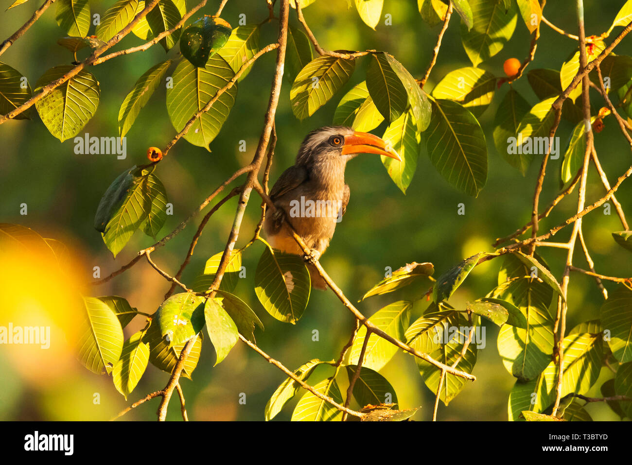 Malabar grau Hornbill, Ocyceros griseus, Western Ghats, Indien. Stockfoto