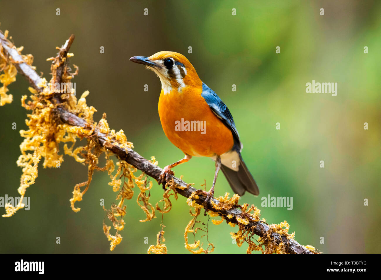 Orange - vorangegangen Thrush, Geokichla citrina, Western Ghats, Indien. Stockfoto