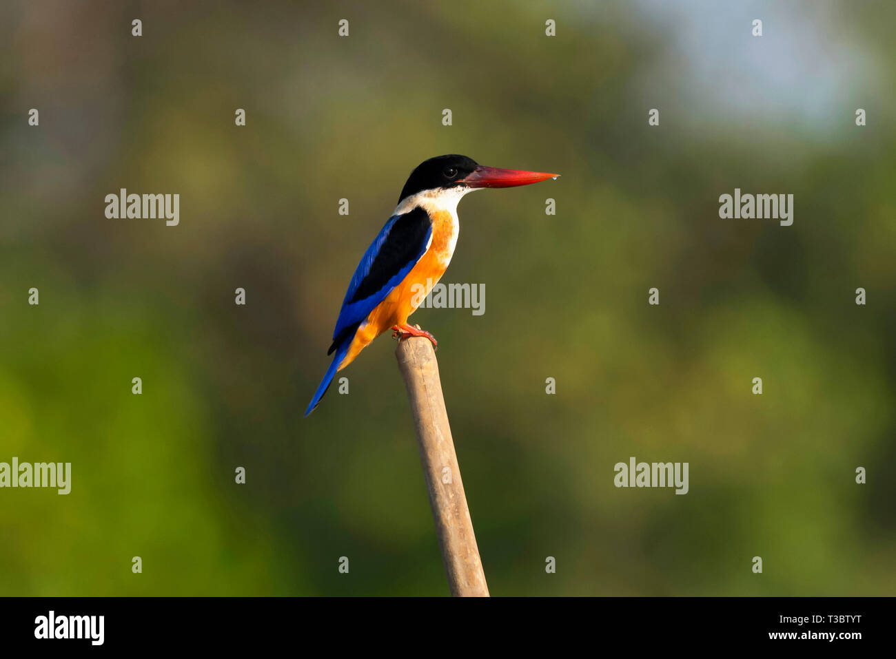 Black-capped Kingfisher, Halcyon pileata, Indien. Stockfoto