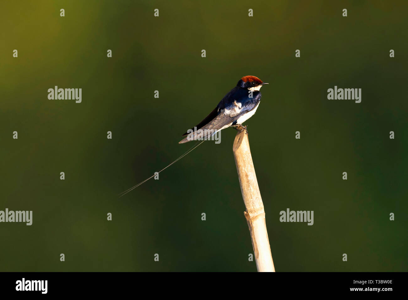 Kabel-tailed Swallow, Hirundo smithii, Goa, Indien. Stockfoto