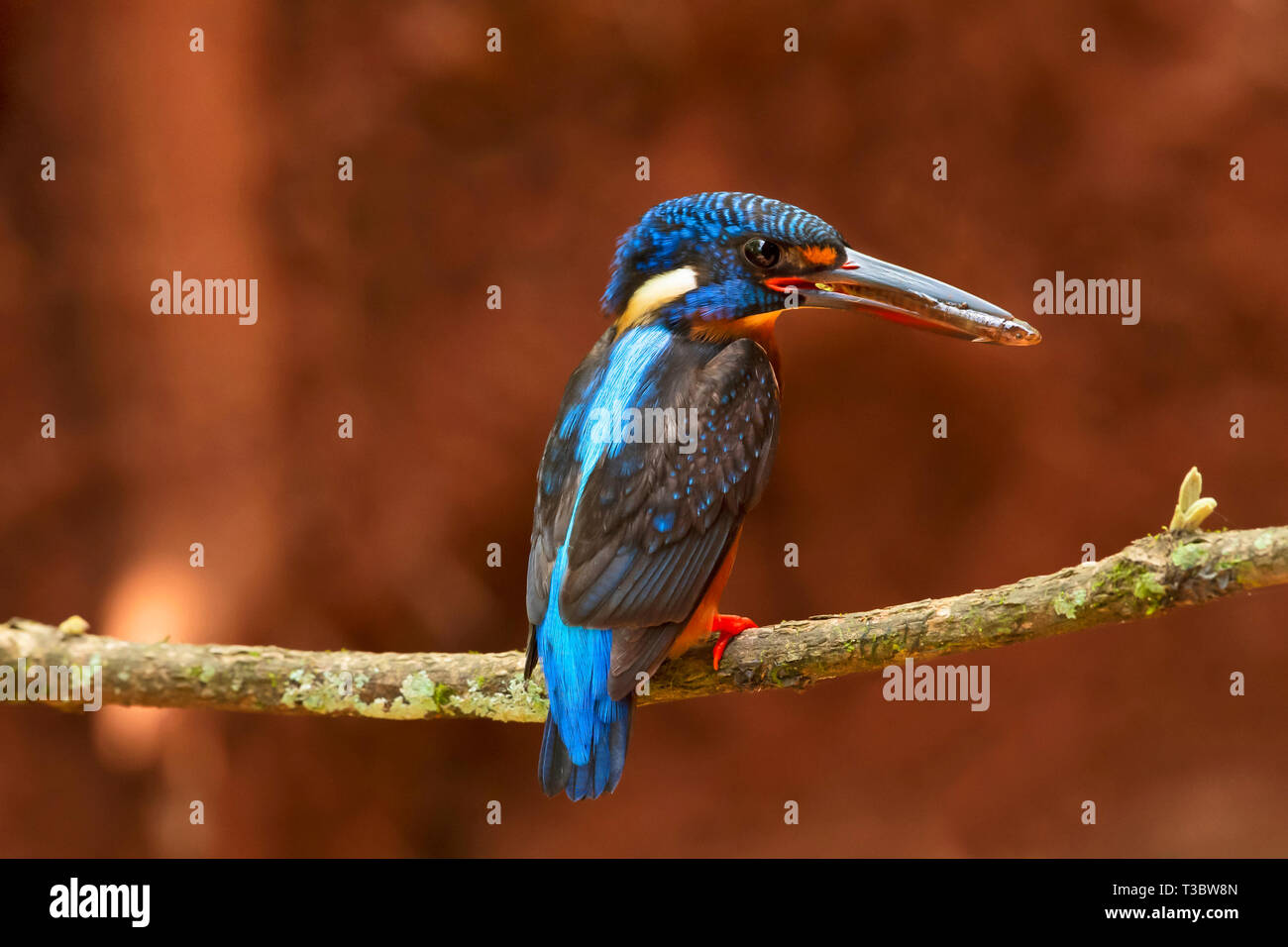 Blue-eared Kingfisher, Alcedo meninting, Western Ghats, Indien. Stockfoto