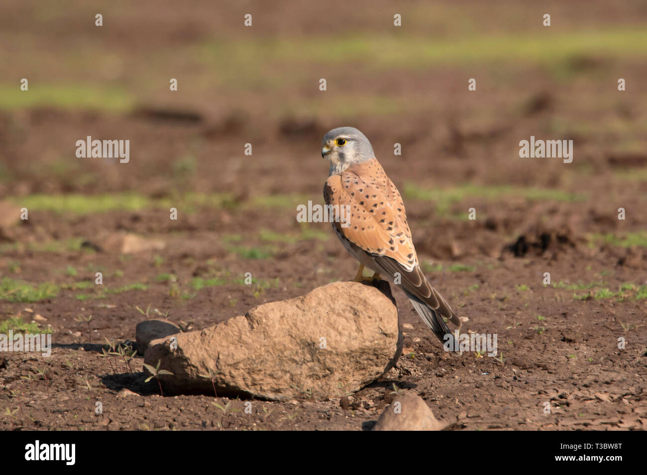 Turmfalke Falco tinnunculus, männlich, Pune, Maharashtra, Indien. Stockfoto