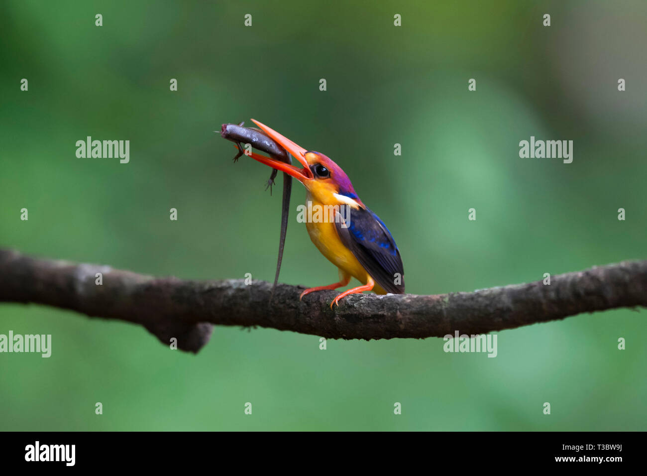 Orientalische dwarf Kingfisher, Keyx erithaca, Western Ghats, Indien. Stockfoto