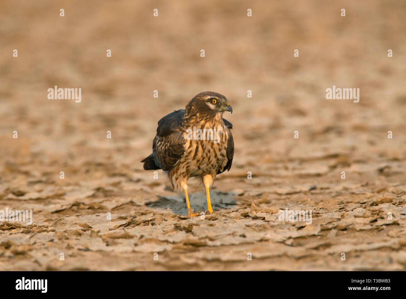 Montagu's Harrier, Circus pygargus, weiblich, Indien. Stockfoto