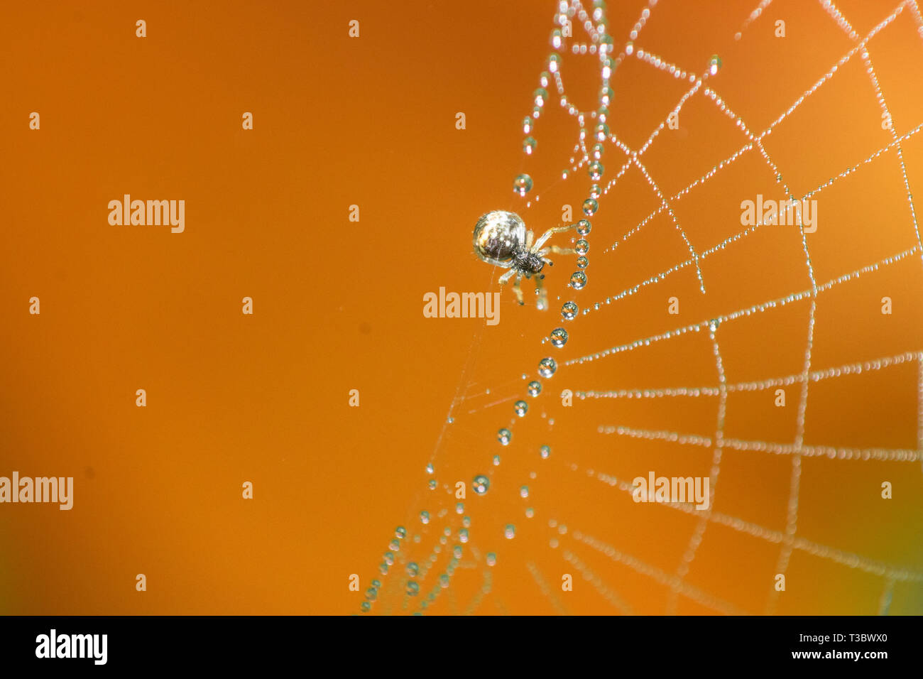 Spinnennetz mit Wassertropfen am Morgen mit erwachen Spider, orange Hintergrund Stockfoto