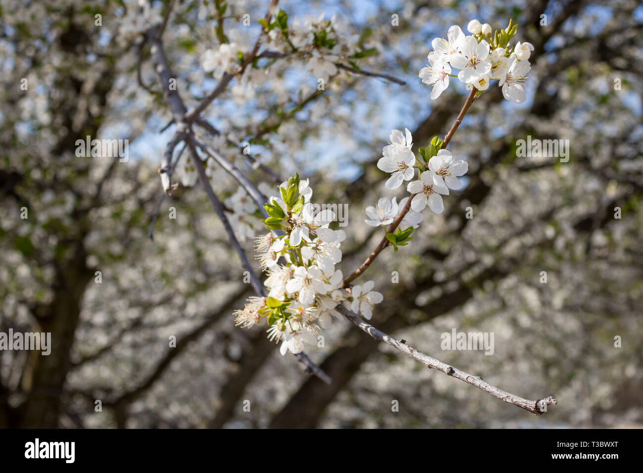 Selektiver Fokus auf Paar schöne Blüten von Wild Plum In wunderbar sonniger, warmer Frühlingstag gemausert, verschwommenes defokussierten Wald Hintergrund, Bulgarien, Pa Stockfoto