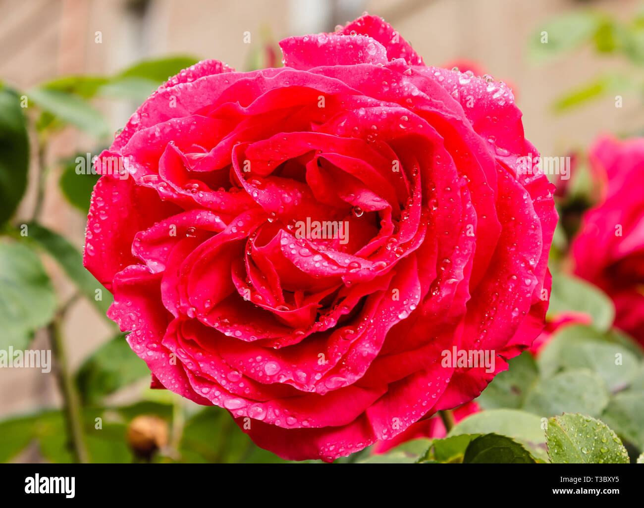 Nahaufnahme einer Rose durch genäßt Frühling Regen Stockfoto