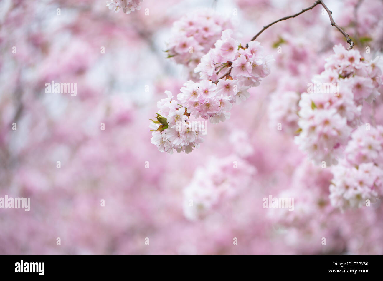 Nahaufnahme von Blooming cherry tree branch Stockfoto