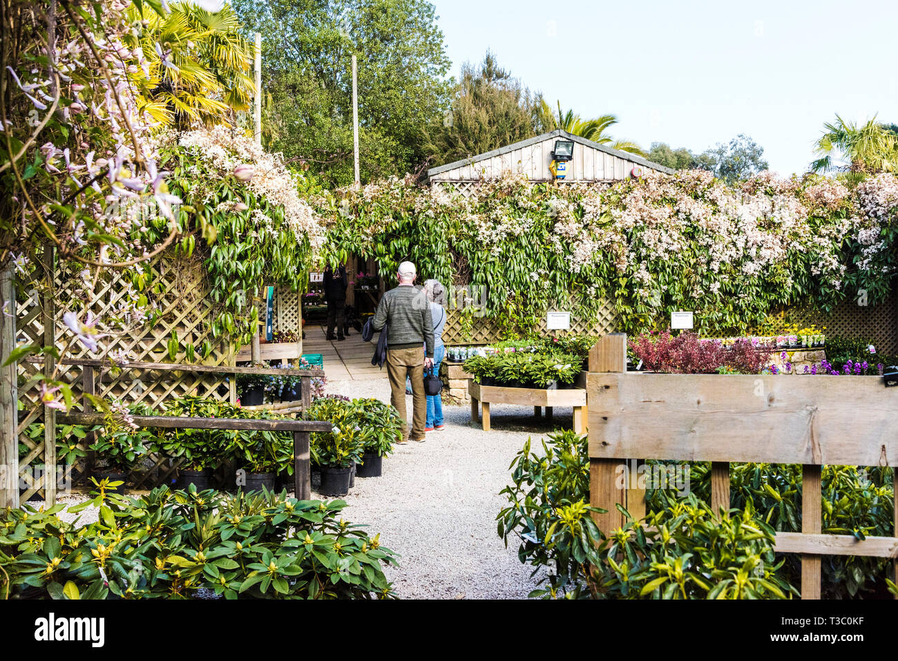 Kunden bei Pflanzen im Trebah Garten Pflanze Zentrum in Cornwall. Stockfoto